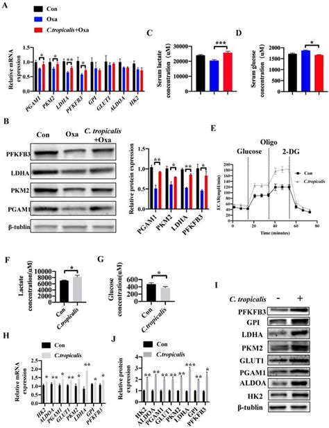 C Tropicalis Promotes Chemotherapy Resistance In Colon Cancer Through