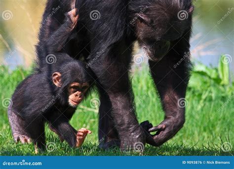 Beb Del Chimpanc Que Recorre Con Su Madre Foto De Archivo Imagen De