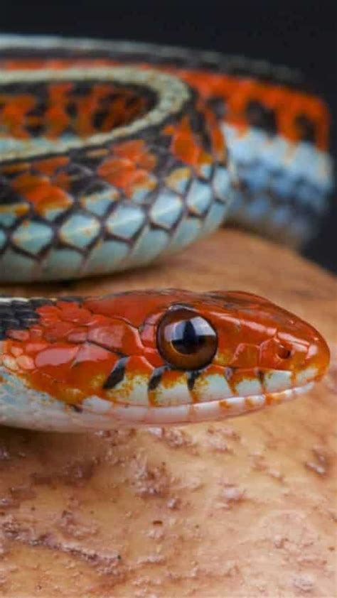 Most Colourful Snakes In World