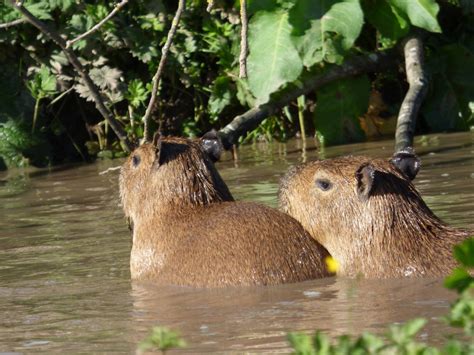 Swimming Capybara Pups - ZooChat