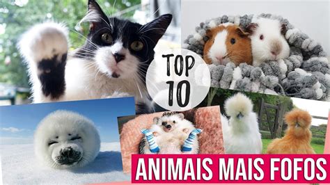 Top 10 Animais Mais Fofos Do Mundo Youtube