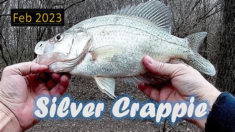 Pre Spawn Crappie Fishing From The Bank February 2023 Arkansas