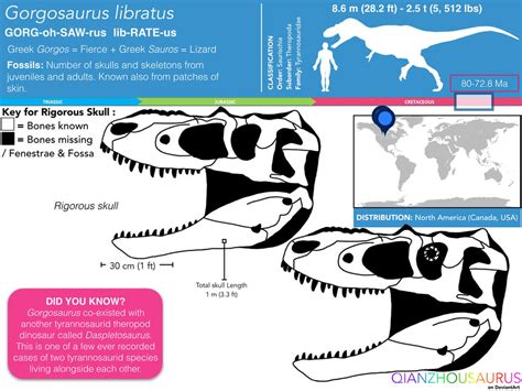 Gorgosaurus Libratus Skull Skeletal By Qianzhousaurus On Deviantart