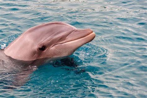 The Yong Bottlenose Dolphin Is Swimming In Red Sea Stock Image Image