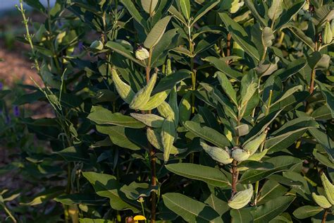 How to Grow Milkweed in Your Home Garden - Earth's Ally