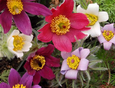 Wild Ginger Farm News Blog: The Pasque Flower, Pulsatilla vulgaris