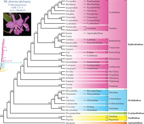 Plastome Phylogeny For Orchidaceae Based On An Ml Analysis Of Sequence