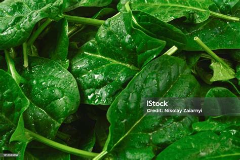 Daun Segar Arugula Dan Bayam Sebagai Latar Belakang Foto Stok Unduh