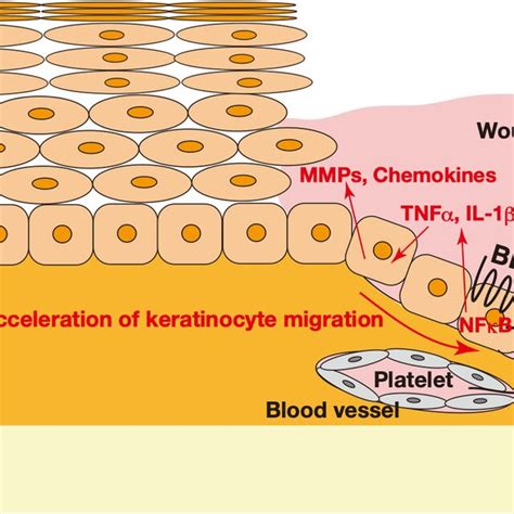 Roles Of 12HHT And BLT2 In Skin Wound Healing Activated Platelets