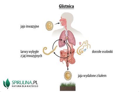 Glistnica Algi Spirulina I Chlorella