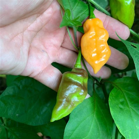 Bhut Jolokia Peach X Pimenta De Neyde Seeds Bohica Pepper Hut