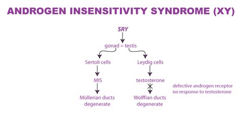 30 Showing Androgen Insensitivity Syndrome Xy In Man Download