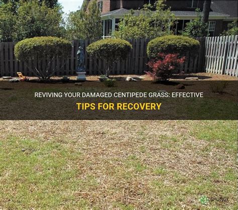 Reviving Your Damaged Centipede Grass Effective Tips For Recovery Shuncy