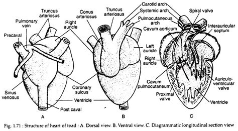 Circulatory System Of Toad With Diagram Zoology