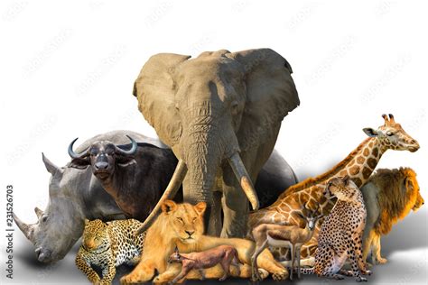 Big Five and wild african animals collage isolated on white background. African safari scene ...