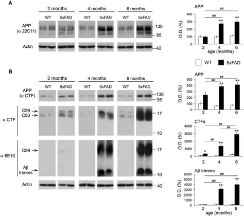 Age dependent upregulation of APP APP CTFs and Aβ trimers in 5xFAD