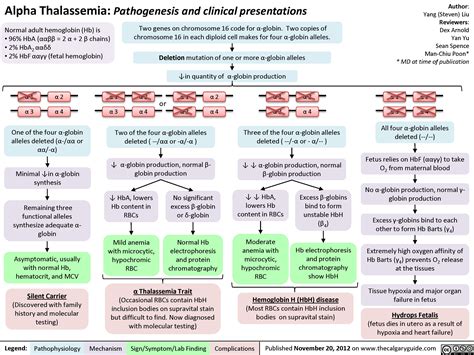 Alpha Thalassemia Pathogenesis And Clinical Presentations Calgary Guide