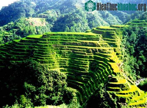 Các ruộng bậc thang tại Philippine Cordilleras