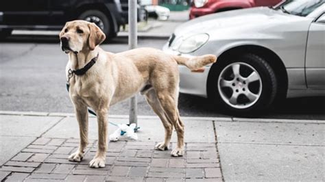 Perro provoca accidente Tramitación Activa