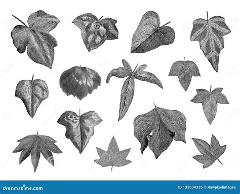 Vintage Plants and Leaves Illustration Stock Vector - Illustration of ...