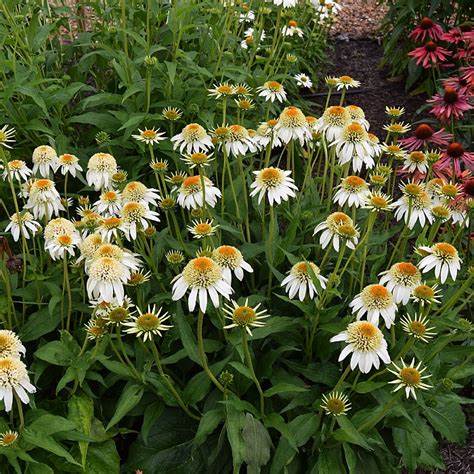 Echinacea Milkshake Find Haveplanter