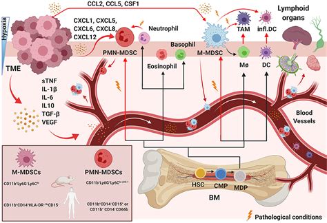 Frontiers Natural Killer Cell Interactions With Myeloid Derived