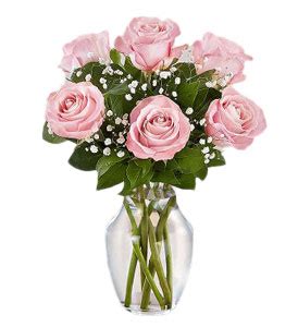 6 Ecuadorian Pink Roses Vase Raphaels Gifts Pink Roses Delivery