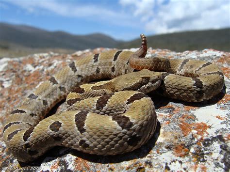 Serpientes de cascabel habitantes distinguidas de Nuevo León Orgullo