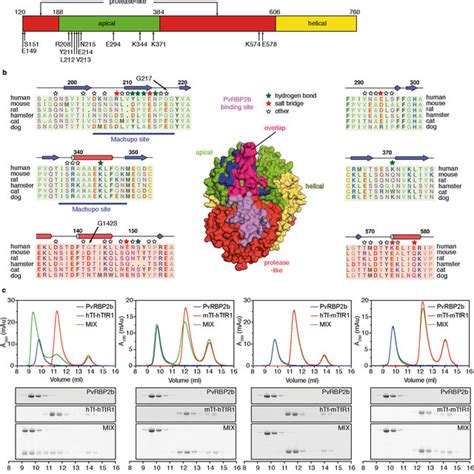 The cryo EM structure of PvRBP2bTfR1Tf ternary complex at 3 7 Å