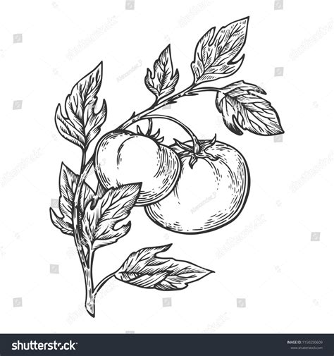 Tomato Plant Drawing Royalty Free Images Stock Photos And Pictures