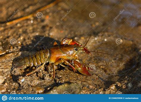 Signal Crayfish Pacifastacus Leniusculus In Water At Sandy River Bank