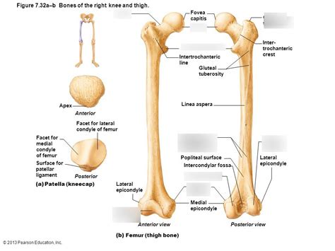 Femur Bone Diagram Quizlet