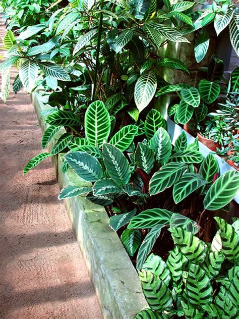 Calathea Zebrina Cm Cowell S Garden Centre Woolsington Atelier