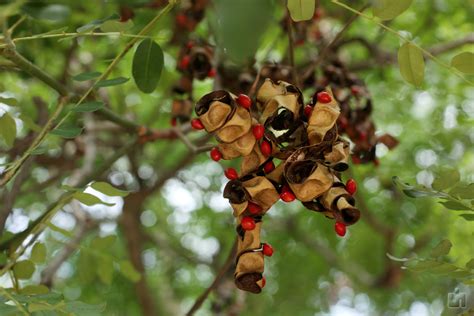 Red Beads Adenanthera Pavonina Or The Redbead Tree Is Spec Flickr