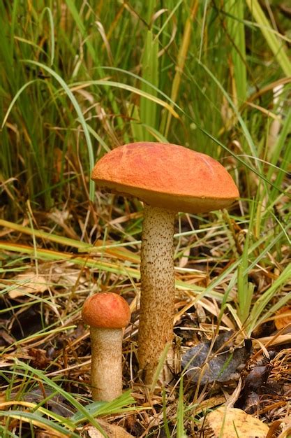 Dos Abetos Rojos Crecen En El Bosque Hongos En El Bosque La Recolecci N