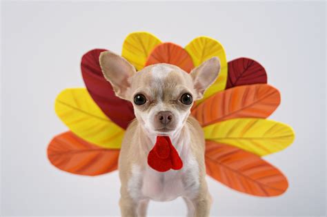 Thanksgiving Pets Happy Thanksgiving This Edition Of You Are What