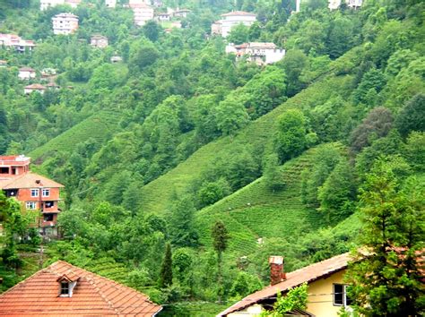 A Panoramic View Of Rize From Çaykur Tea Garden 2014