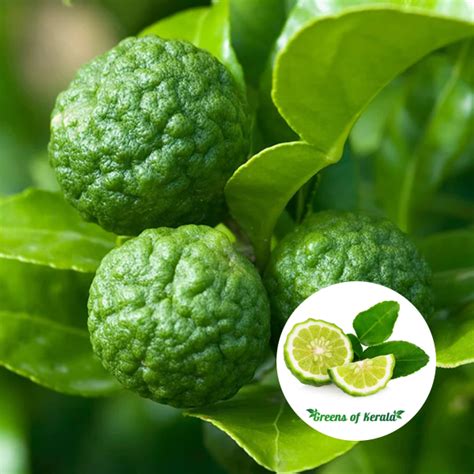 Buy Kaffir Lime / Makrut Lime (Layer) Fruit Plant | Greens Of Kerala