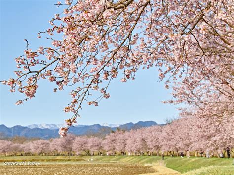 北浅羽桜堤公園の安行寒桜「坂戸にっさい桜まつり」 2024年見頃時期と開花状況、アクセスと駐車場 埼玉県坂戸市 カタスミ日記