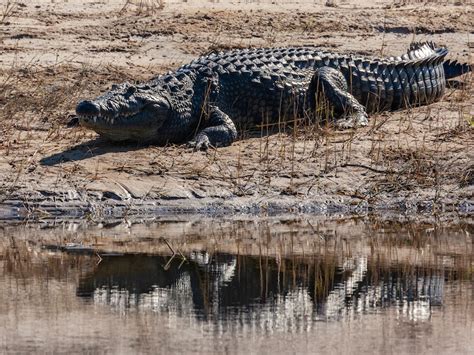 Dangerous Animals in Zimbabwe: 7 Mammals to Look Out For