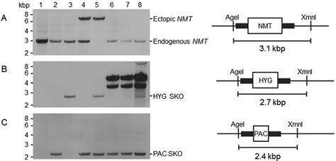 Genotypic Analysis Of Wt Sko And Rescue Dko Cell Lines Southern Blot