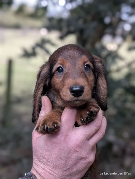 Chiot Elevage La Legende Des Elfes Eleveur De Chiens Teckel Poil Long