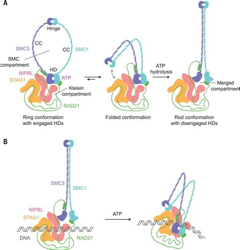 Cryo Em Structure Of The Human Cohesin Nipbl Dna Complex Science