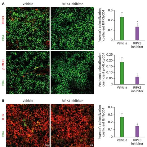 Ripk3 Inhibitor Treatment Downregulated The Expression Of Necroptosis