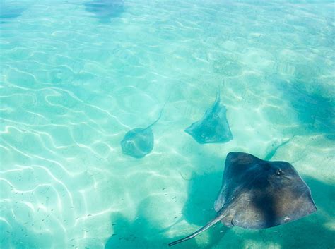 Stingray Dolphin Encounters