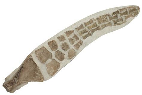 35 6 Fossil Plesiosaur Paddle Asfla Morocco 201875 For Sale