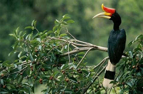 Miris Mengenal Sang Panglima Burung Enggang Burung Rangkong