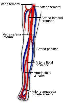 DE JESUS GÓMEZ DIBUJOS DE LOS VASOS SANGUINEOS DEL CUERPO HUMANO