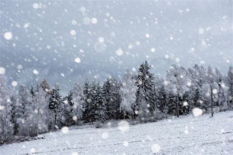 Snow Covered Trees And Heavy Snowing In The Mountains Stock Image