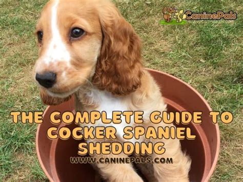 Do Cocker Spaniels Shed A Lot Cocker Spaniel Shedding Tips Canine Pals